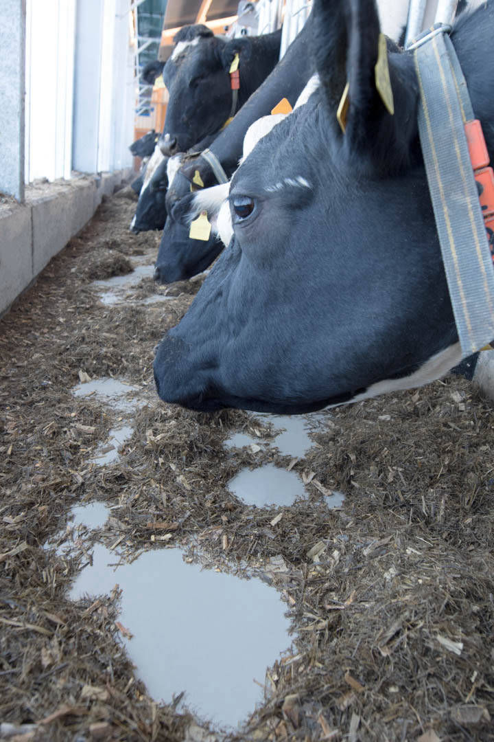 Chemoboden Mittermeier - Beschichtungen